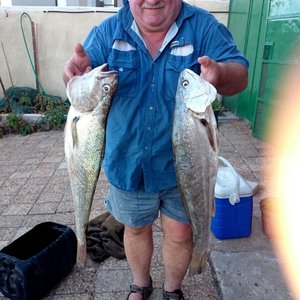 Gustav Groenewald met 2 van sy kabeljoue